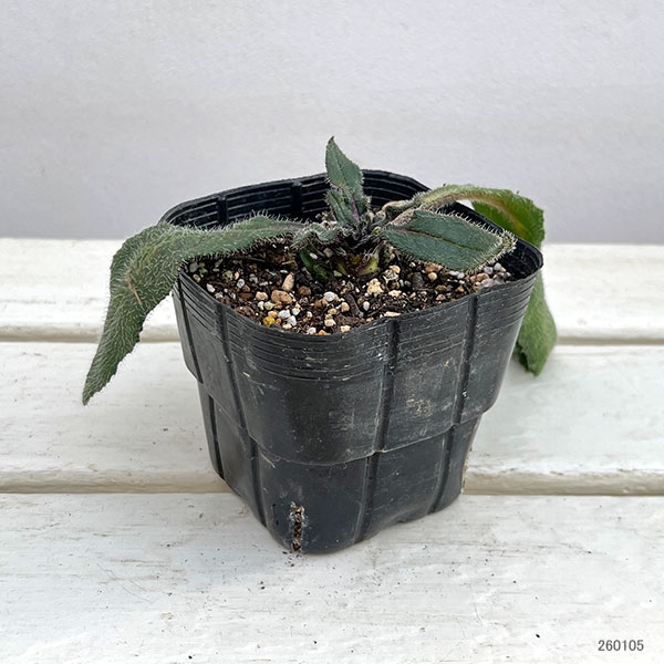 アンチューサ：フェイザムプライド3.5号ポット