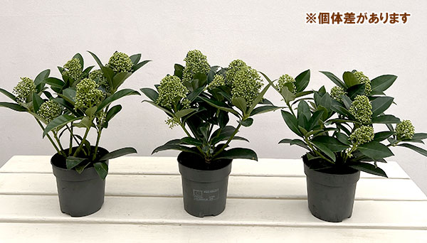 スキミア:ホワイトグローブ3.5号ポット