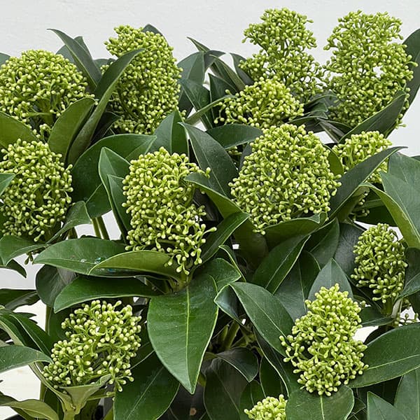 スキミア:ホワイトグローブ3.5号ポット