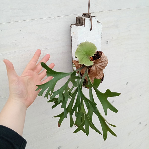 ビカクシダ（コウモリラン）：キッチャクードスモールリーフ 板付け22  