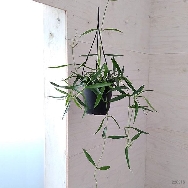 ホヤ：シェパーリ　4号吊り鉢