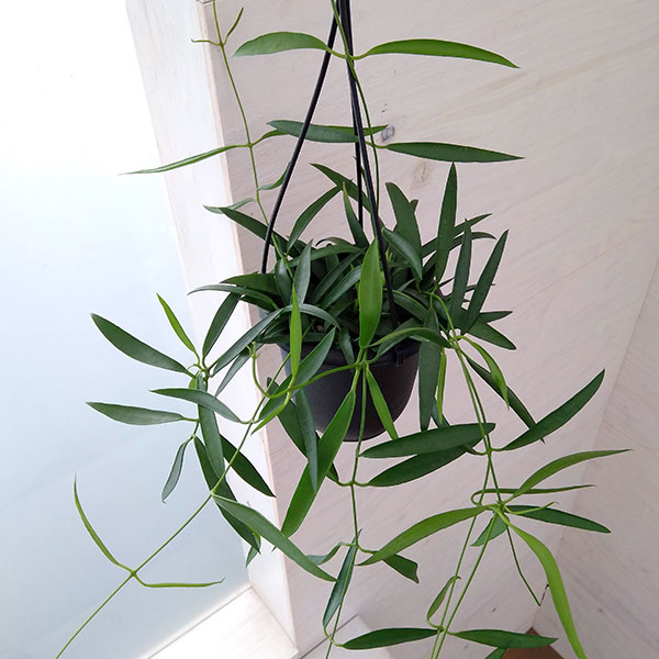 ホヤ：シェパーリ　4号吊り鉢