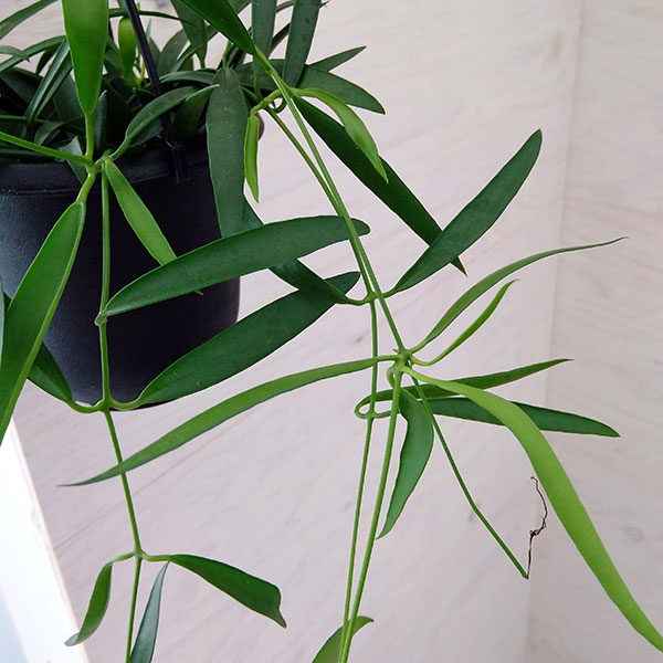 ホヤ：シェパーリ　4号吊り鉢