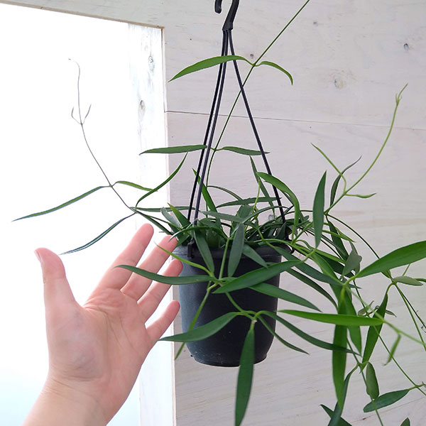 ホヤ：シェパーリ　4号吊り鉢