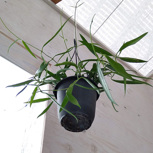 ホヤ：シェパーリ　4号吊り鉢