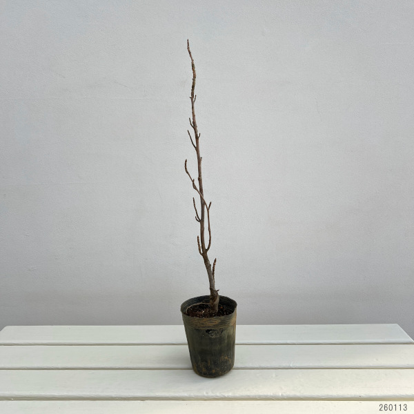 アメリカフウ：スレンダーシルエット3.5号ポット