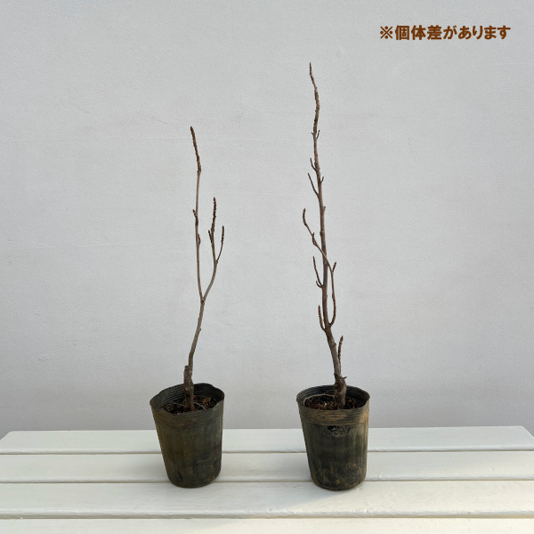 アメリカフウ：スレンダーシルエット3.5号ポット