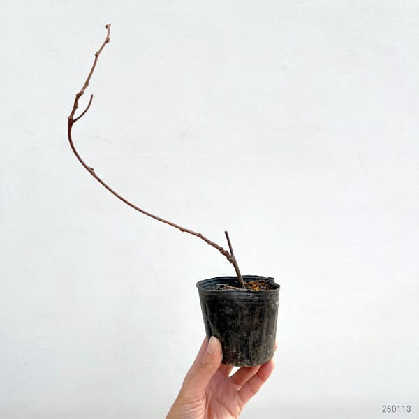 アメリカフジ(藤):ロングウッドパープル3号ポット