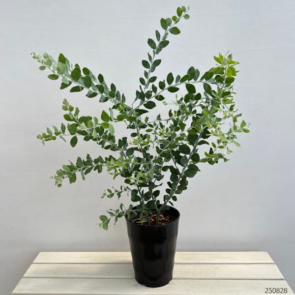 アカシア：パールアカシア7号鉢植え