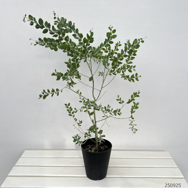 アカシア:パールアカシア 5号鉢植え