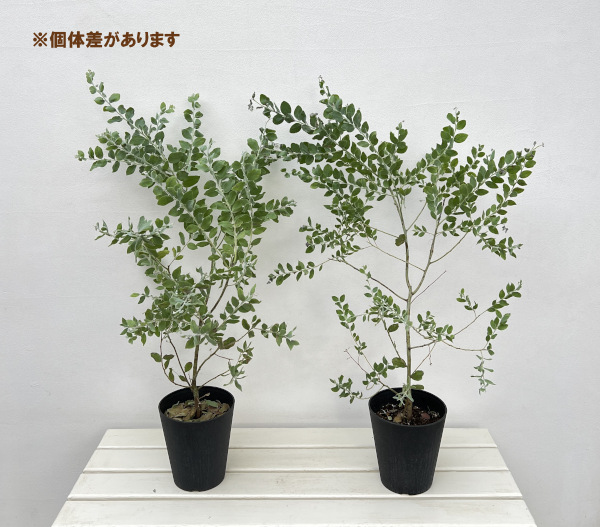 アカシア:パールアカシア 5号鉢植え