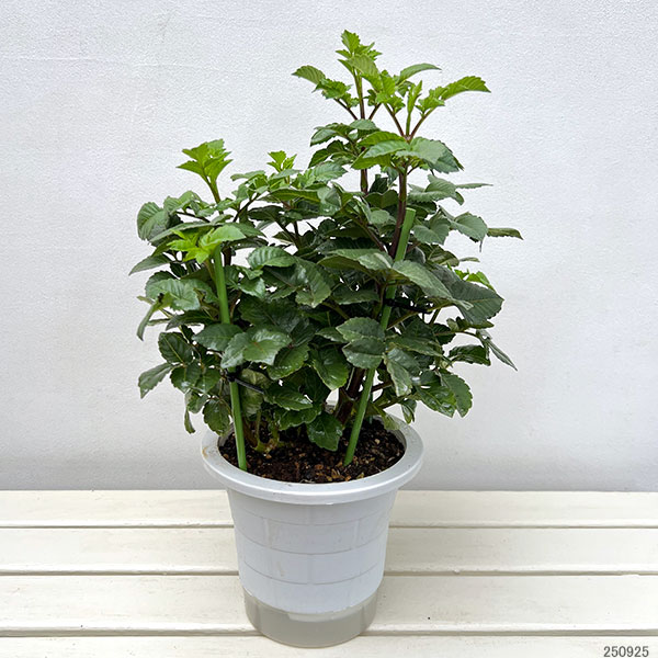 ダリア:ポートライトペアビューティ6号鉢植え