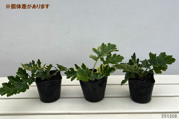 アカンサス：ホワイトウォーター3.5号ポット