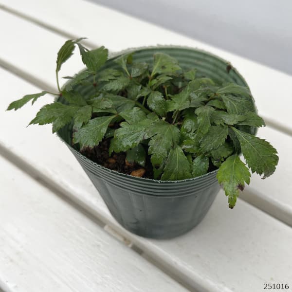 アスチルベ:ピーチブロッサム3.5~4号ポット