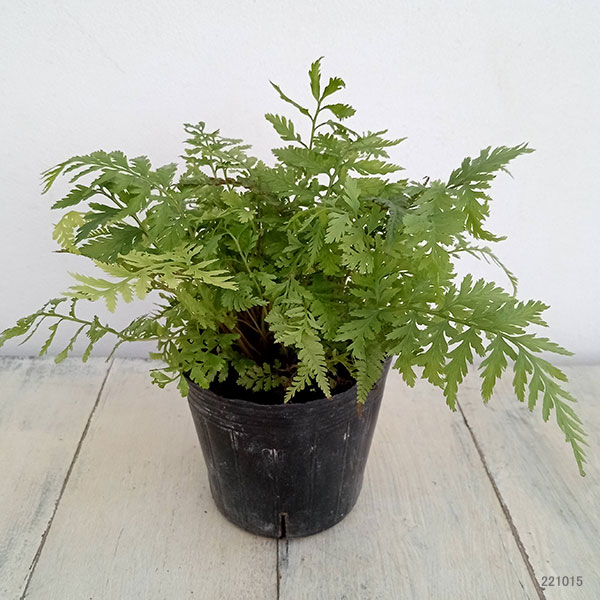 シダ：アシリム：ピクタム（ジャパニーズペインテッドファーン）3号ポット