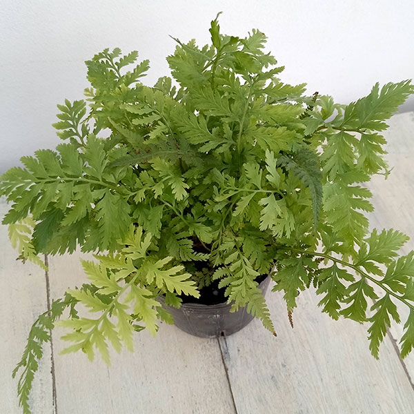 シダ：アシリム：ピクタム（ジャパニーズペインテッドファーン）3号ポット