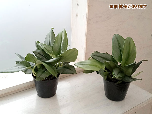 (専用商品)スキンダプサス　シルバーメタリック バクダパティ　A1 楽天市場】観葉植物 スキンダプサス プラチナム 3号ロングポット