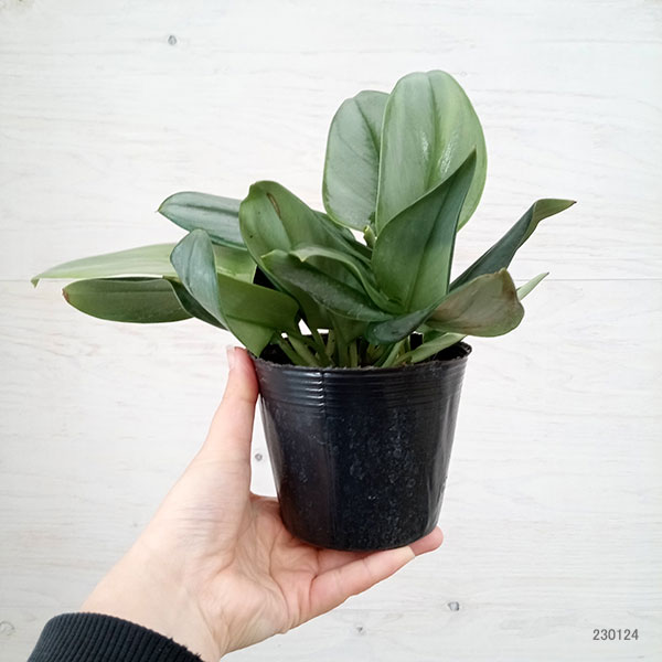 園芸ネット本店｜スキンダプサス：トレビ―シルバー 3.5号 の通販【公式】