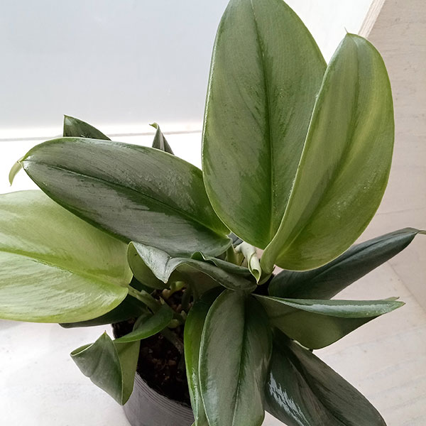 園芸ネット本店｜スキンダプサス：トレビ―シルバー 3.5号 の通販【公式】