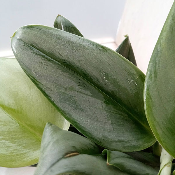 スキンダプサス：トレビ―シルバー 3.5号 の通販 | 園芸ネット