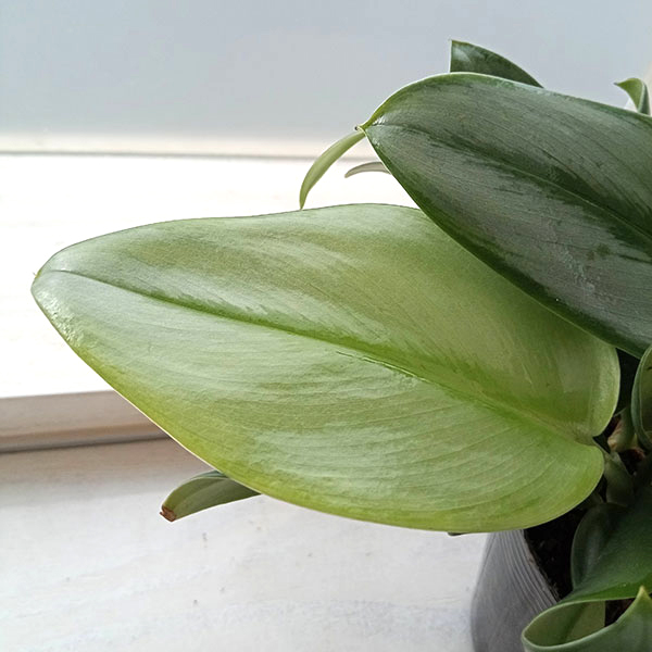 スキンダプサス　トレビー　ダークイエロー スキンダプサス トレビー ダークイエロー スキンダプサス・トレビー