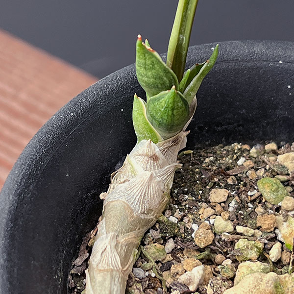 サンセベリア：コンシンネ　スプーンリーフ3号鉢植え