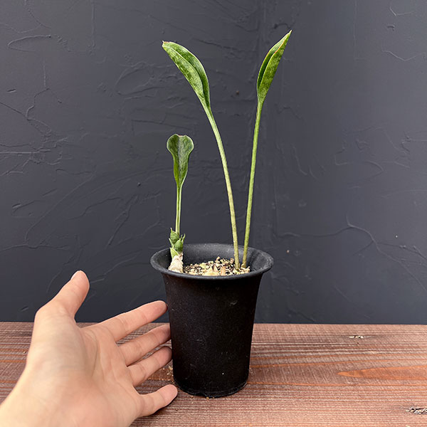 サンセベリア：コンシンネ　スプーンリーフ3号鉢植え