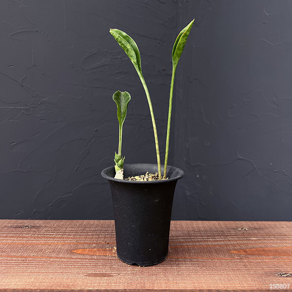 サンセベリア：コンシンネ　スプーンリーフ3号鉢植え