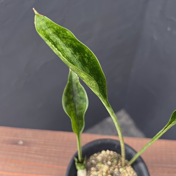 サンセベリア：コンシンネ　スプーンリーフ3号鉢植え