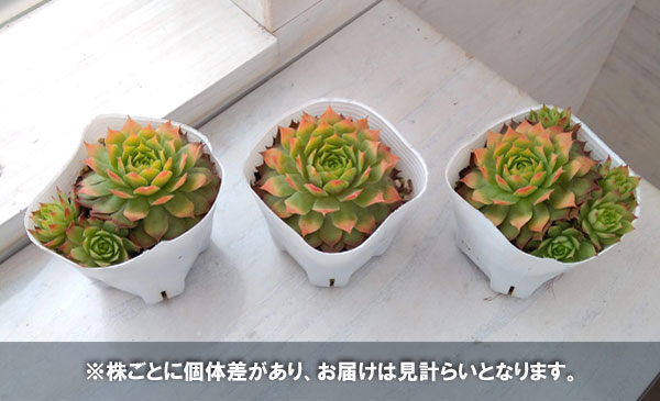センペルビウム：ゴールドナゲット 3号ポット の通販 | 園芸ネット