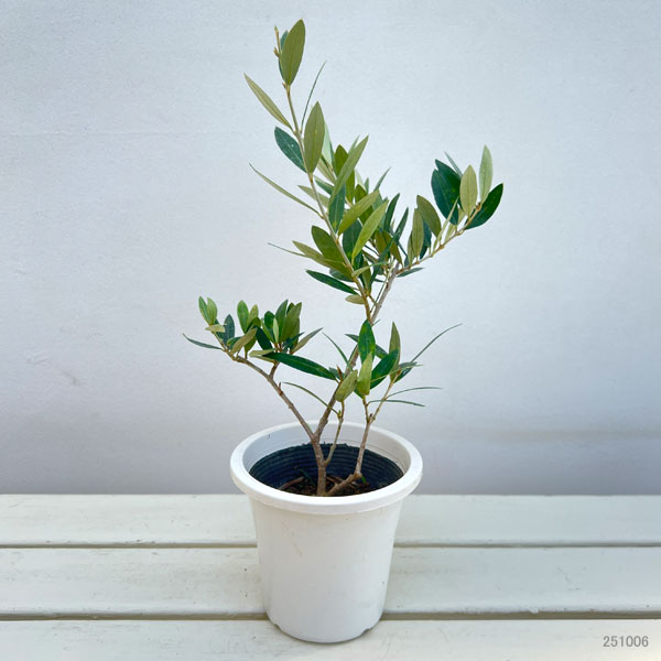 オリーブ：ピクアル 4号ポット