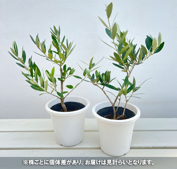 オリーブ：ピクアル 4号ポット