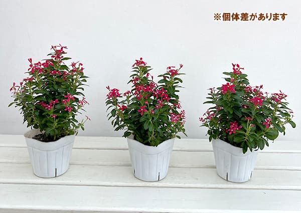 ニチニチソウ:夏花火 レッド3-3.5号ポット