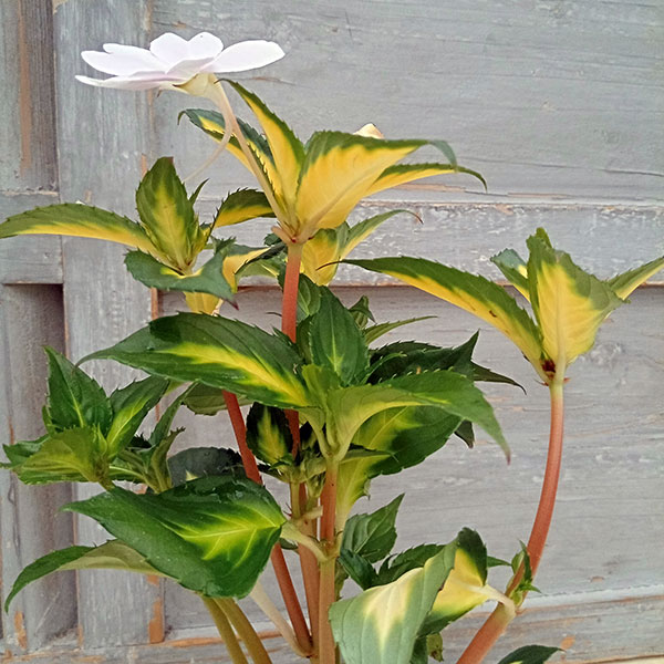 園芸ネット本店｜サンパチェンス(R)：スプラッシュ ホワイト（斑入葉