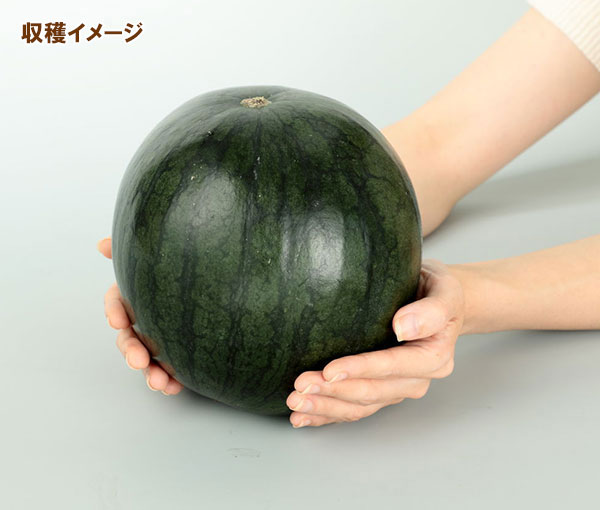 スイカ：小玉スイカ　くろたん[サカタ　野菜タネ　「おうち野菜」シリーズ]