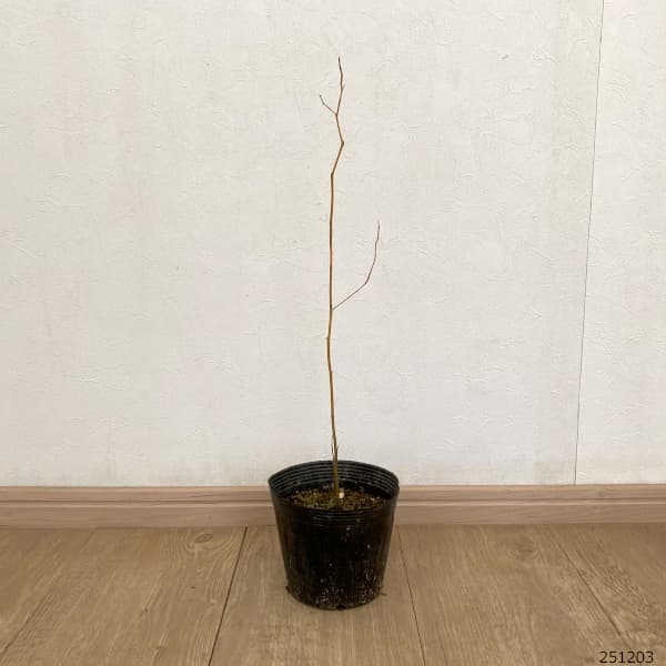 クロモジ4.5-5号ポット