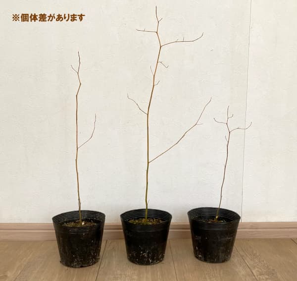 クロモジ4.5-5号ポット