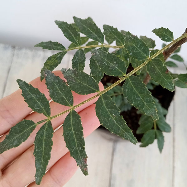 コバ 花山椒 華北山椒 『花椒』と呼ばれる魅惑の香辛料を生む樹｜EGGSEED