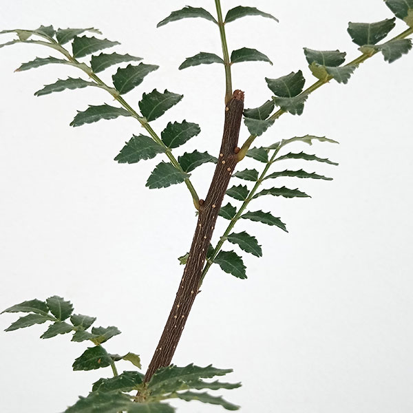 山椒（サンショウ）：花サンショウ4号ポット