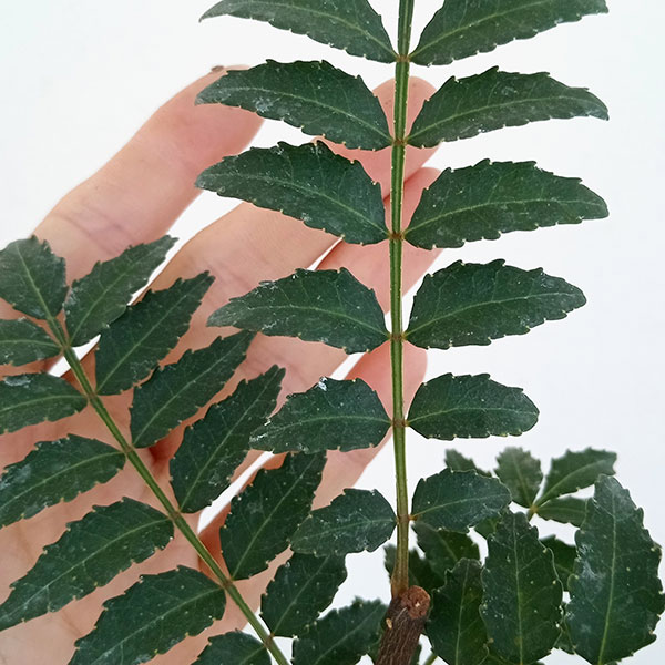 山椒（サンショウ）：花サンショウ4号ポット