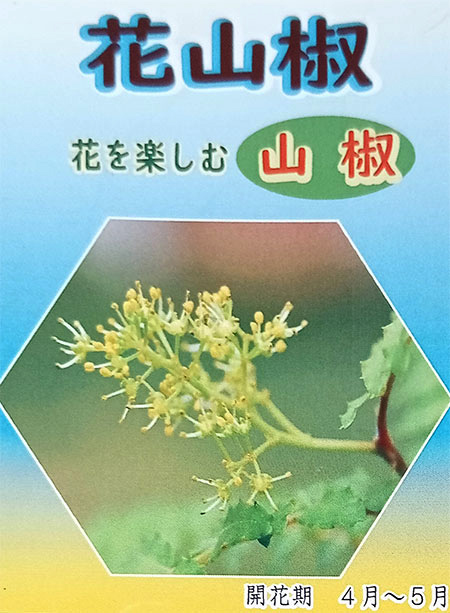 山椒（サンショウ）：花サンショウ4号ポット