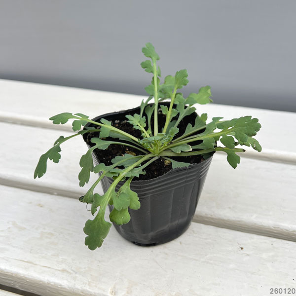 ポピー：ブラックマジック3-3.5号ポット*