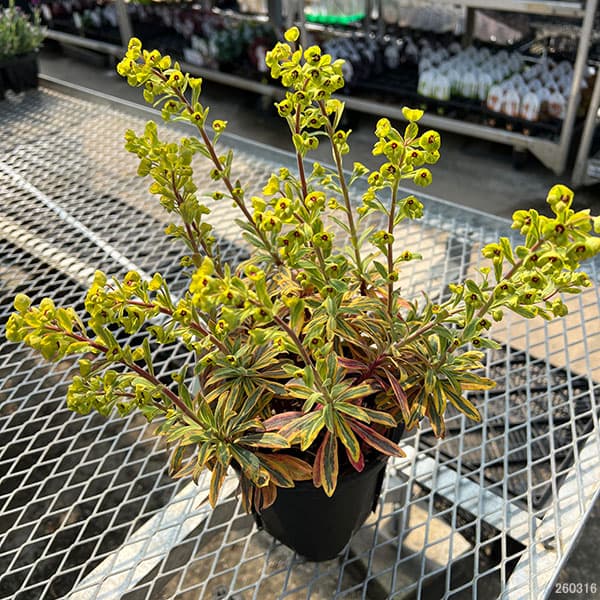 ユーフォルビア:ゴールデンレインボー5号鉢植え