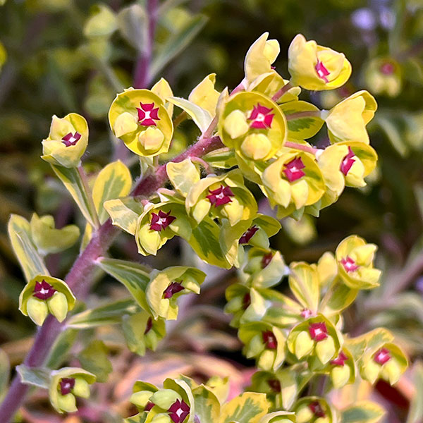 ユーフォルビア:ゴールデンレインボー5号鉢植え