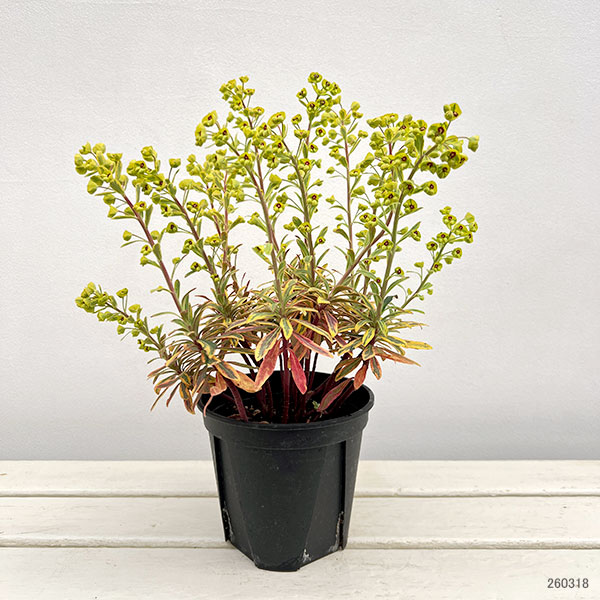 ユーフォルビア:ゴールデンレインボー5号鉢植え