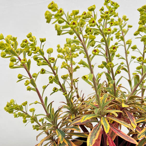 ユーフォルビア:ゴールデンレインボー5号鉢植え