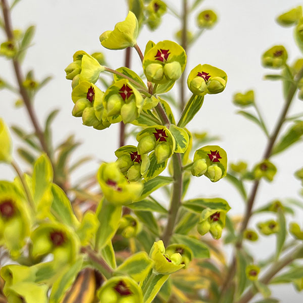 ユーフォルビア:ゴールデンレインボー5号鉢植え