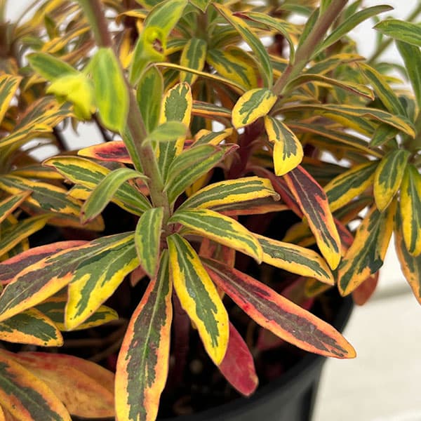 ユーフォルビア:ゴールデンレインボー5号鉢植え