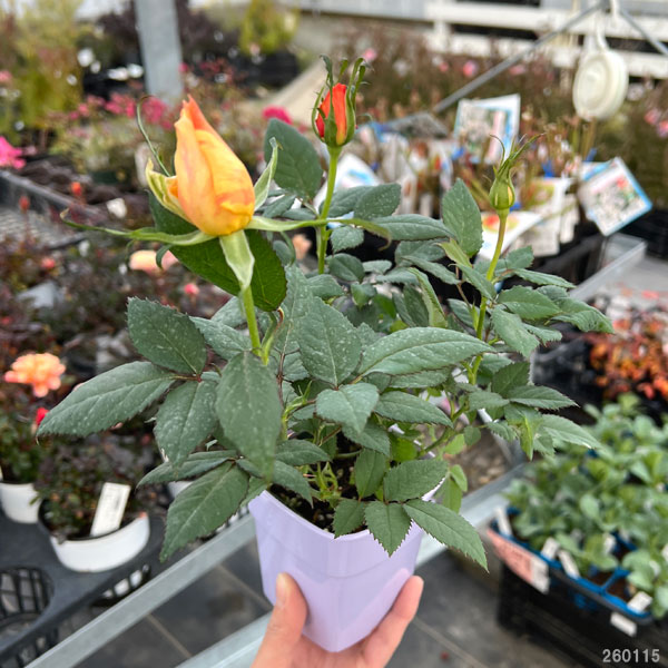 （わけあり特価）ミニバラ：マラクジャ・コルダーナ3.5号ポット