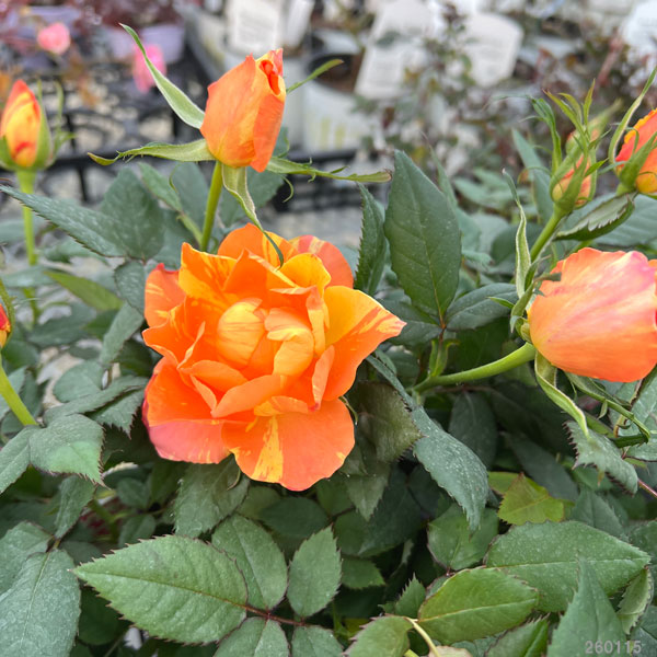 （わけあり特価）ミニバラ：マラクジャ・コルダーナ3.5号ポット